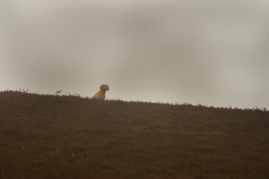 grouse and hunting dog
