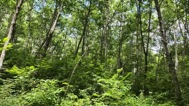 waking in the green forest in the morning