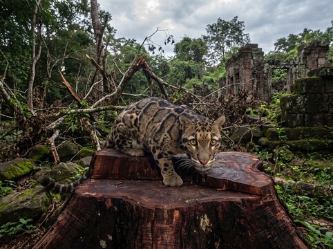 Elusive clouded leopard crouching on massive freshly cut mahogany stump