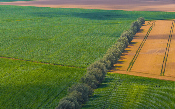 Aerial view of agricultural fields with green crops and golden wheat separated by a line of trees under soft sunlight in Tczew, Pomeranian Voivodeship, Poland.