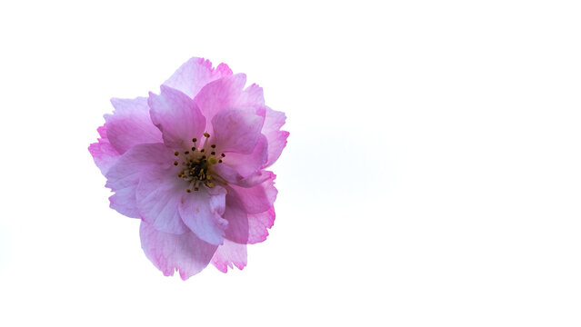 Sakura Flower in Brora in the Highlands
