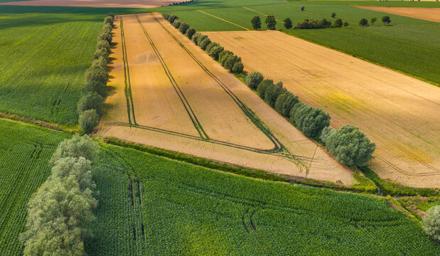 Aerial view of agricultural fields with golden wheat and green crops separated by rows of trees in the rural landscape of Tczew, Pomeranian Voivodeship, Poland.