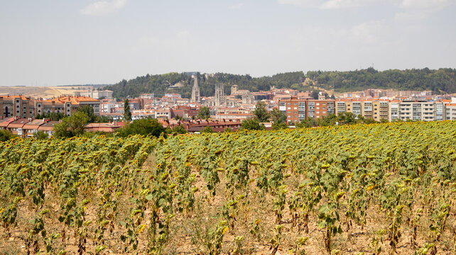 Campo de girasoles frente a una ciudad con catedral y colinas en Burgos, Espa&ntilde;a