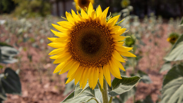 Girasol brillante en primer plano frente a campo cultivado