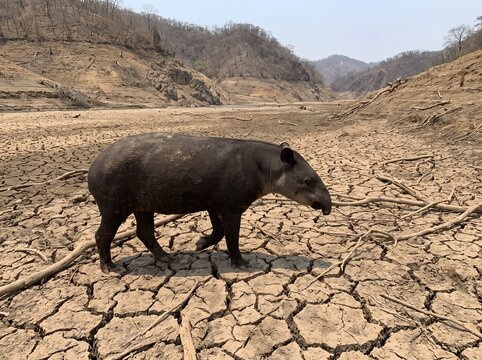 Tapir walking through dry cracked deforested riverbed due to drought