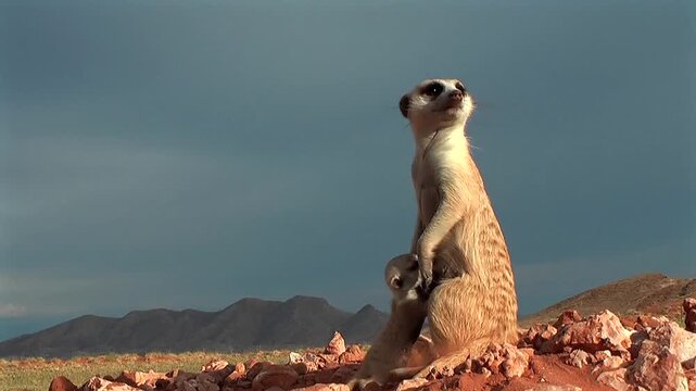 meerkat or suricate baby sucks while mother watches the surroundings attentively 15.1       

