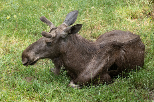 Elk Alces Alces In Meadow