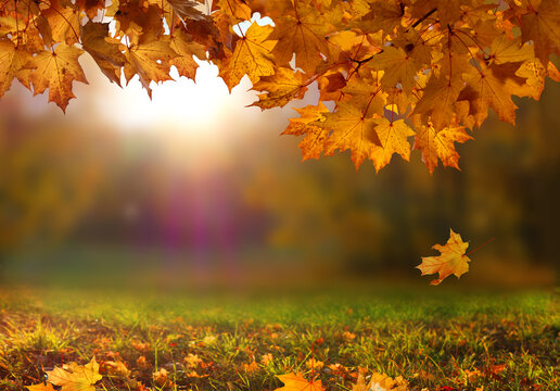Autumn landscape with bright yellow maple leaves gently falling through the warm, golden sunlight.  Vibrant foliage suspended in mid-air against a soft, blurred forest background