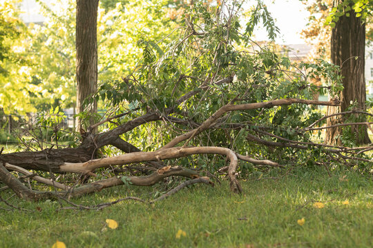 Fallen trees lying on green grass in a park due to strong winds