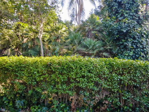 Lush garden landscape featuring a perfectly trimmed green hedge set against a backdrop of dense tropical palm trees and vibrant ivy leaves in summer sunlight