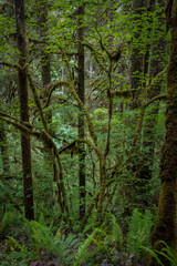 Fototapeta premium Explore the lush green trails of Silver Falls State Park in Oregon