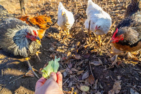 Person offering lettuce to chickens in outdoor setting