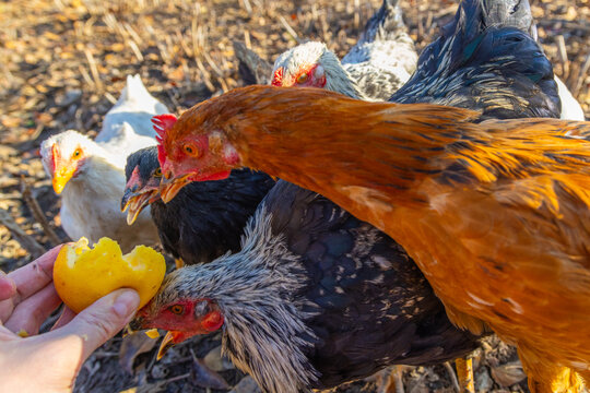 Hand Offering Fruit to Chickens in Farmyard Setting