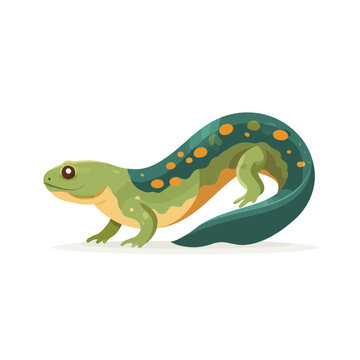 Green and Orange Spotted Salamander Illustration