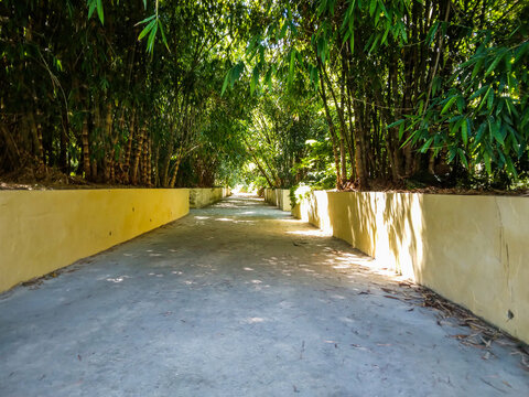 Vibrant green bamboo forest lining a narrow concrete path bathed in bright natural sunlight creating peaceful shadows and a serene atmosphere for morning park strolls