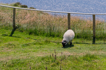 Lone sheep grazes near a wooden fence © Ryszard