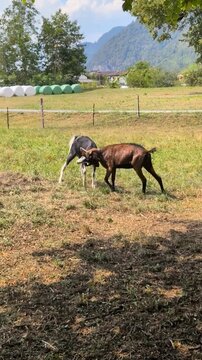 Goats Playing and Headbutting on a Alpine Farm Pasture