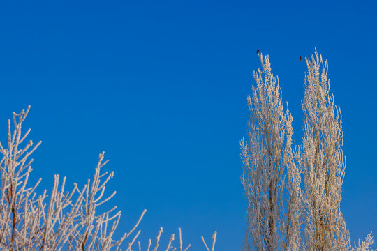 Frosted Trees Against Bright Blue Sky with Birds