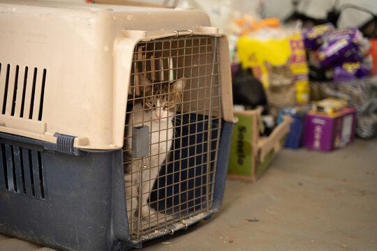 Rescued kitten in pet carrier next to food donations after Colombia earthquake