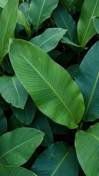 Lush Tropical Green Leaves in Dense Rainforest, Natural Botanical Background for Sustainability, Eco Branding, Wellness and Organic Product Design