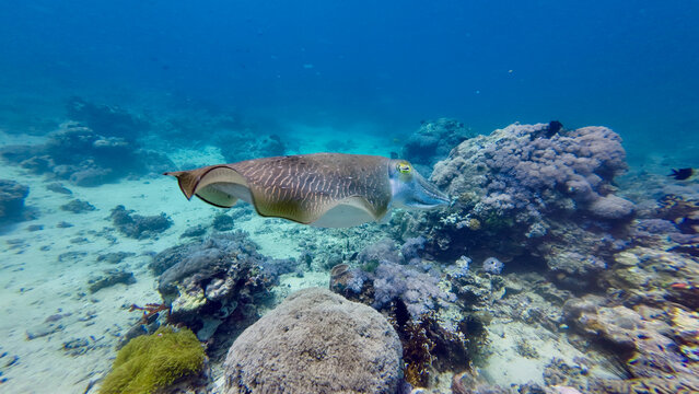 Cuttlefish glides above coral reef. Striped body of cuttlefish moves over corals and sand.