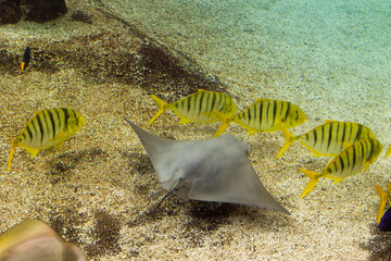 Rochen der mit einem Fischswarm schwimmt © Simon