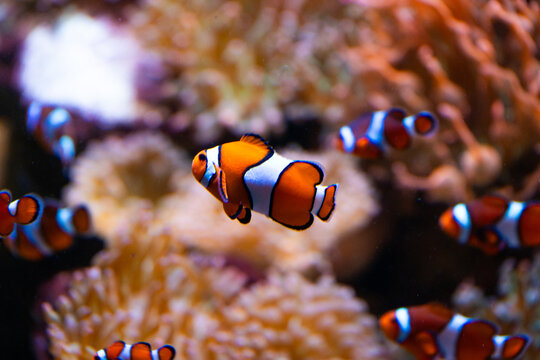 Clownfisch