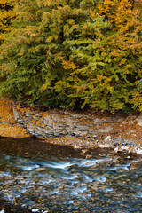 Fototapeta premium Close-up of bright autumn tree branches hanging over a flowing mountain stream
