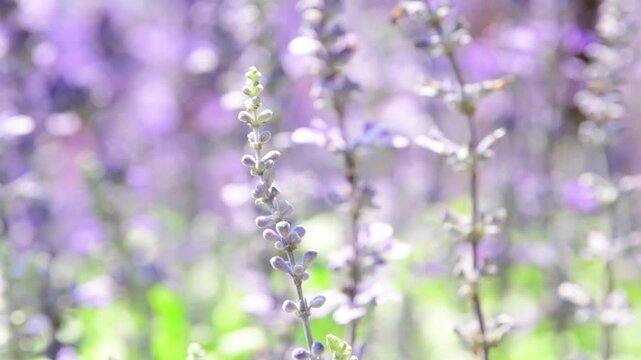 Salvia farinacea, Victoria Blue Salvia, blooming sway in the wind in garden.