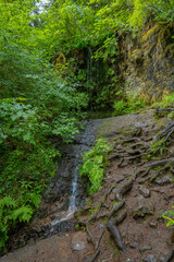Obraz premium Exploring hidden pathways in Silver Falls State Park