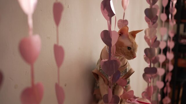 Adorable hairless cat, a canadian sphynx dressed in a pearl necklace and a stylish outfit, sitting in a room decorated with hanging pink paper hearts for a saint valentine's day party