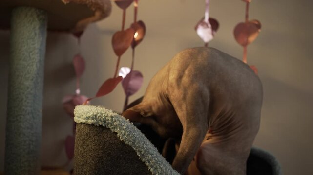 Adorable hairless sphynx cat playfully exploring its scratching post, climbing up the structure and peeking into a hideaway before jumping off, all in a warmly lit, comfortable home