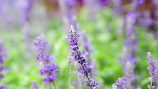Salvia farinacea, Victoria Blue Salvia, blooming sway in the wind in garden.