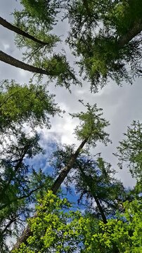 View upward through tall pine trees to a blue and cloudy sky above