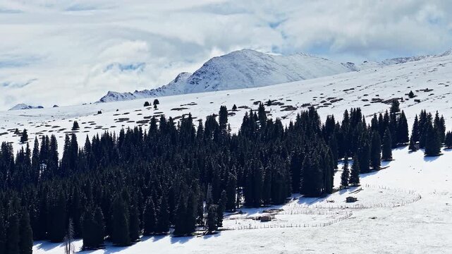 Aerial view of a dense spruce forest on a snowy hillside with snow-capped mountain peaks in winter, Kalajun Grassland, Ili, Xinjiang, China