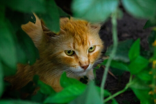 Fluffy ginger cat peeking out from green leaves close up, wild looking red haired domestic feline hunting in dense garden bushes, predator instinct concept
