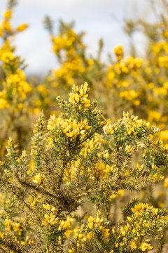 Bright yellow gorse flowers cover a dense spiky shrub, creating a warm spring meadow scene with a soft blurred wildflower background and natural textures