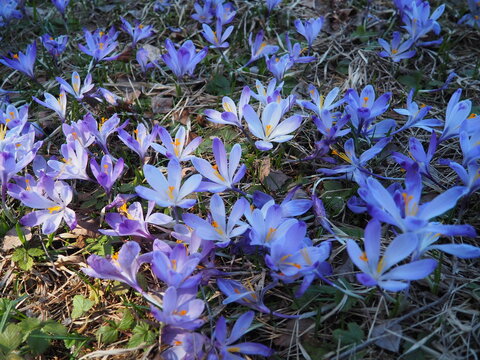 Crocus, genus of seasonal flowering plants in family Iridaceae iris. Saffron crocus sativus. Snow crocus. Naked boys or Naked ladies. Dutch or Common crocus. Forest spring flowers on Zlatibor, Serbia.