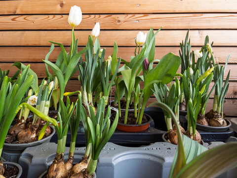 Blooming Tulips and Spring Flowers in Pots