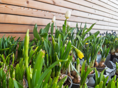 Spring Garden Landscape with Potted Flowering Plants