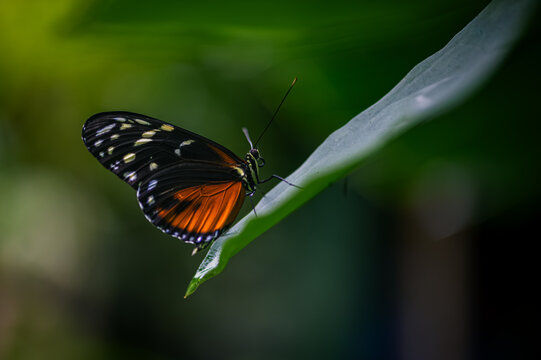 Tiger longwing - heliconius hecale