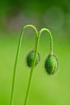 Papaver somniferum, commonly known as the opium poppy