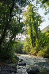 Fototapeta premium flowing river surrounded by dense green forest trees under clear sky in natural landscape