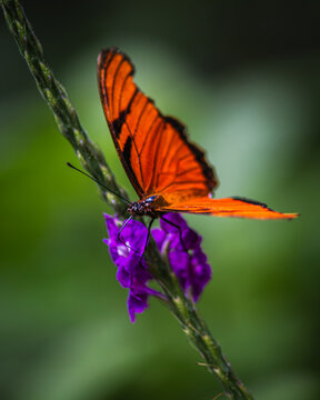 Dione juno, Juno silverspot, juno longwing, Juno heliconian