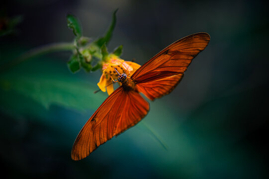 Dione juno, Juno silverspot, juno longwing, Juno heliconian