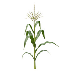 Fototapeta premium A single stalk of corn plant with golden tassel and green leaves isolated on transparent background
