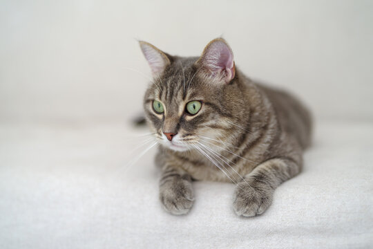 Domestic tabby cat relaxing indoors at home