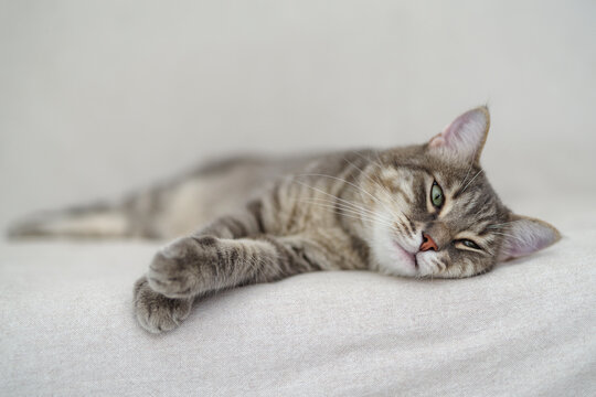 3 years domestic cat lying on top of couch