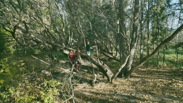 Boy climbing high on a large fallen tree in an autumn park in wide establishing shot