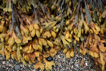 Fucus vesiculosus seaweed with characteristic air bladders © Pavlo